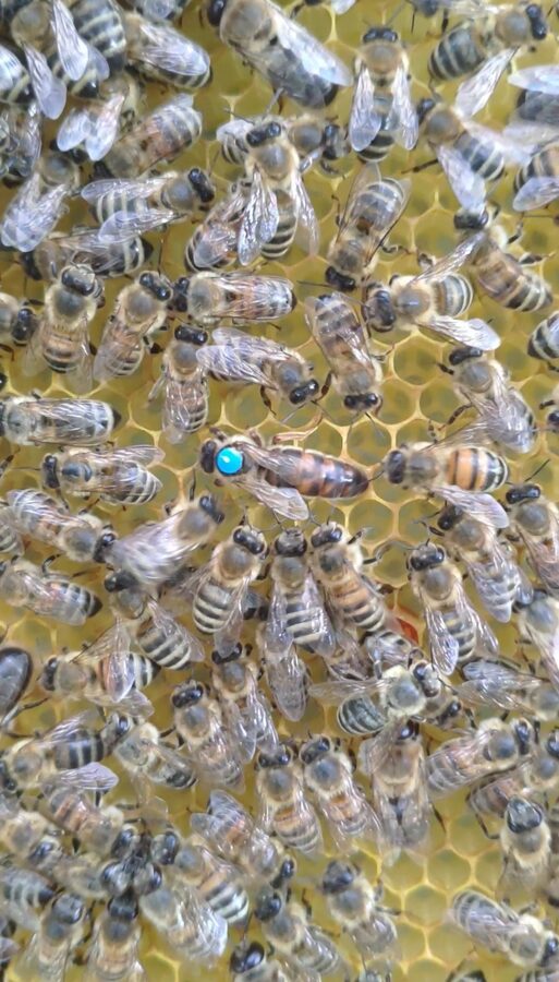 Bienen-Ableger